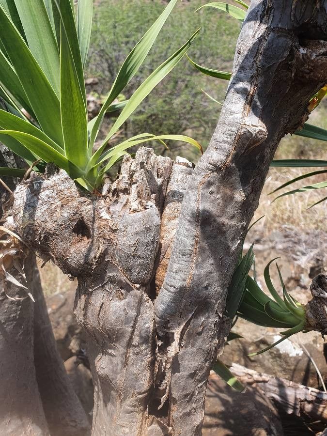 Dracaena ellenbeckiana bark