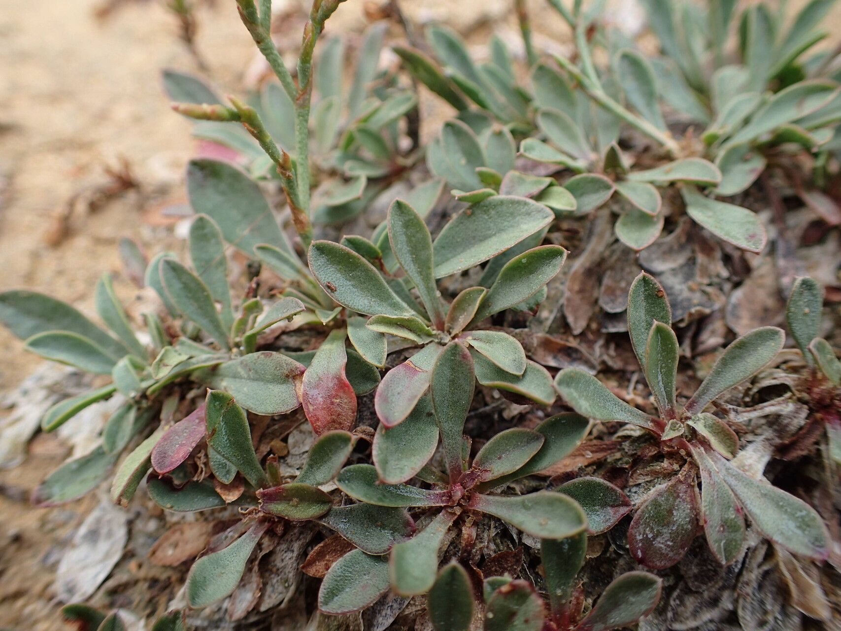 Limonium ramosissimum leaf