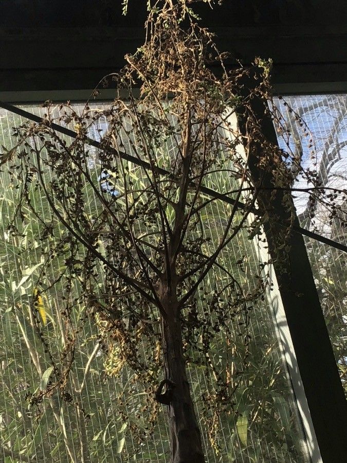 Aeonium balsamiferum flower