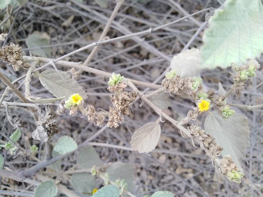 Waltheria ovata — related species from the same genus