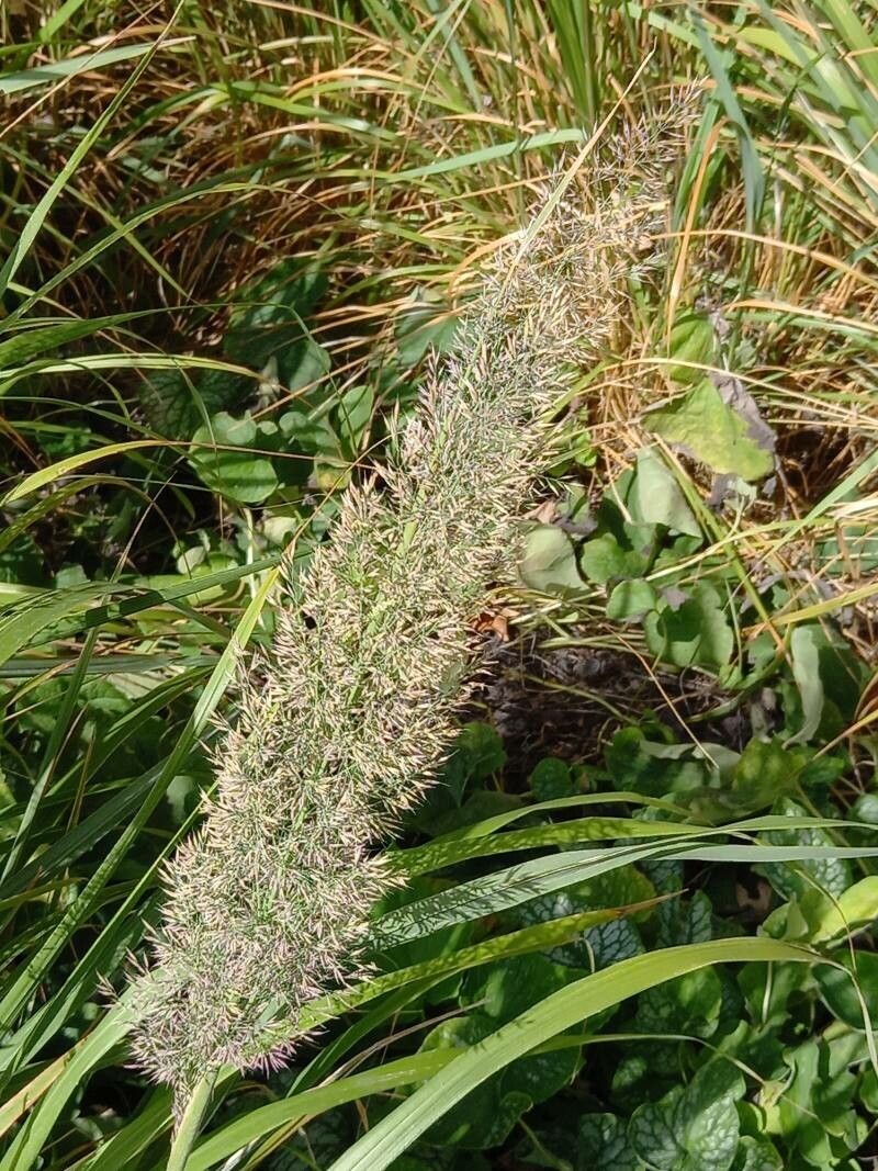 Calamagrostis arundinacea fruit