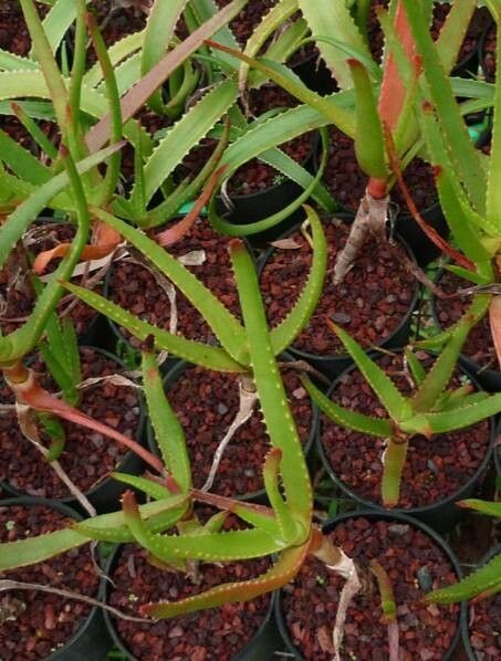 Aloe fievetii — houseplant care guide