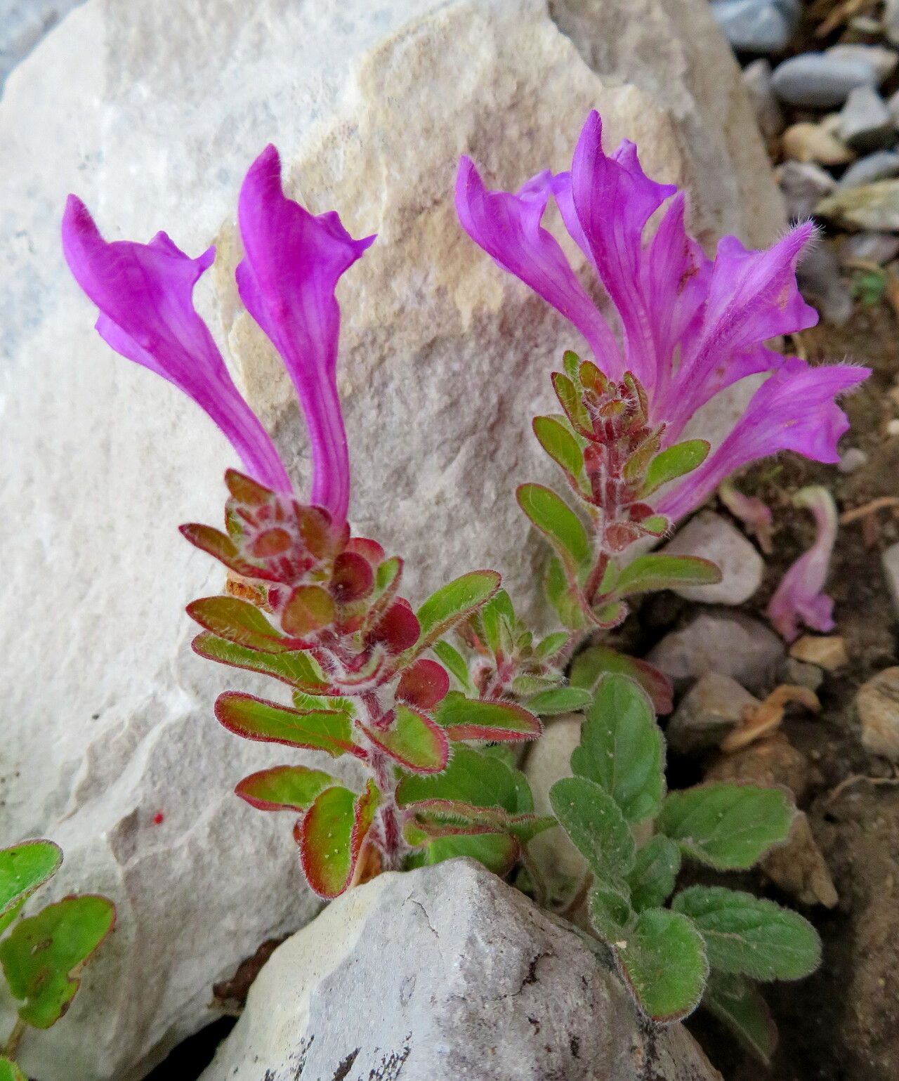 Scutellaria pontica — houseplant care guide