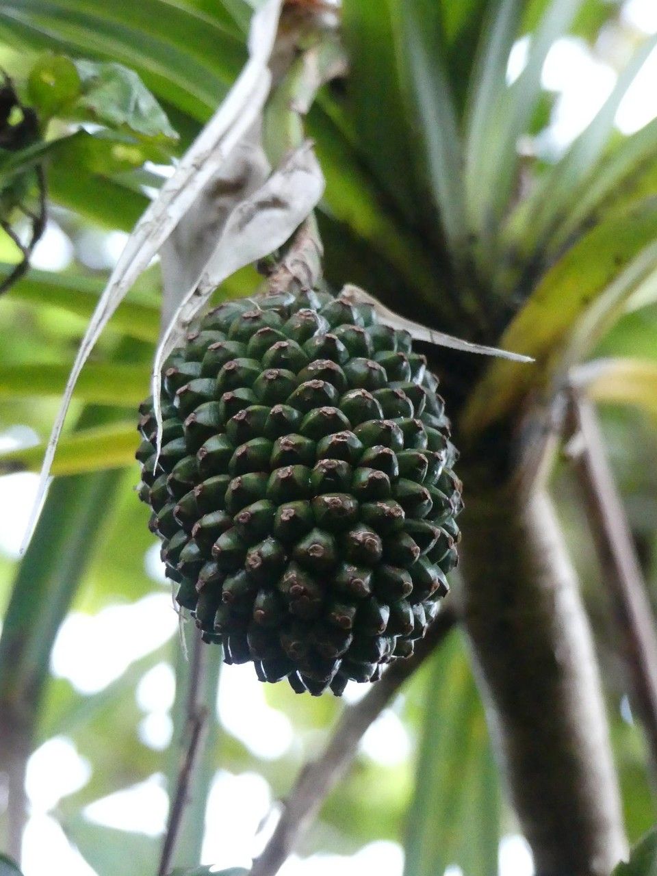 Pandanus montanus fruit