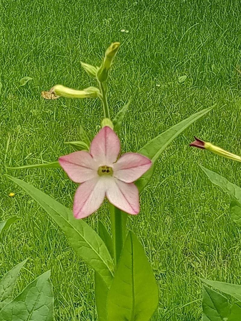 Nicotiana × sanderi flower