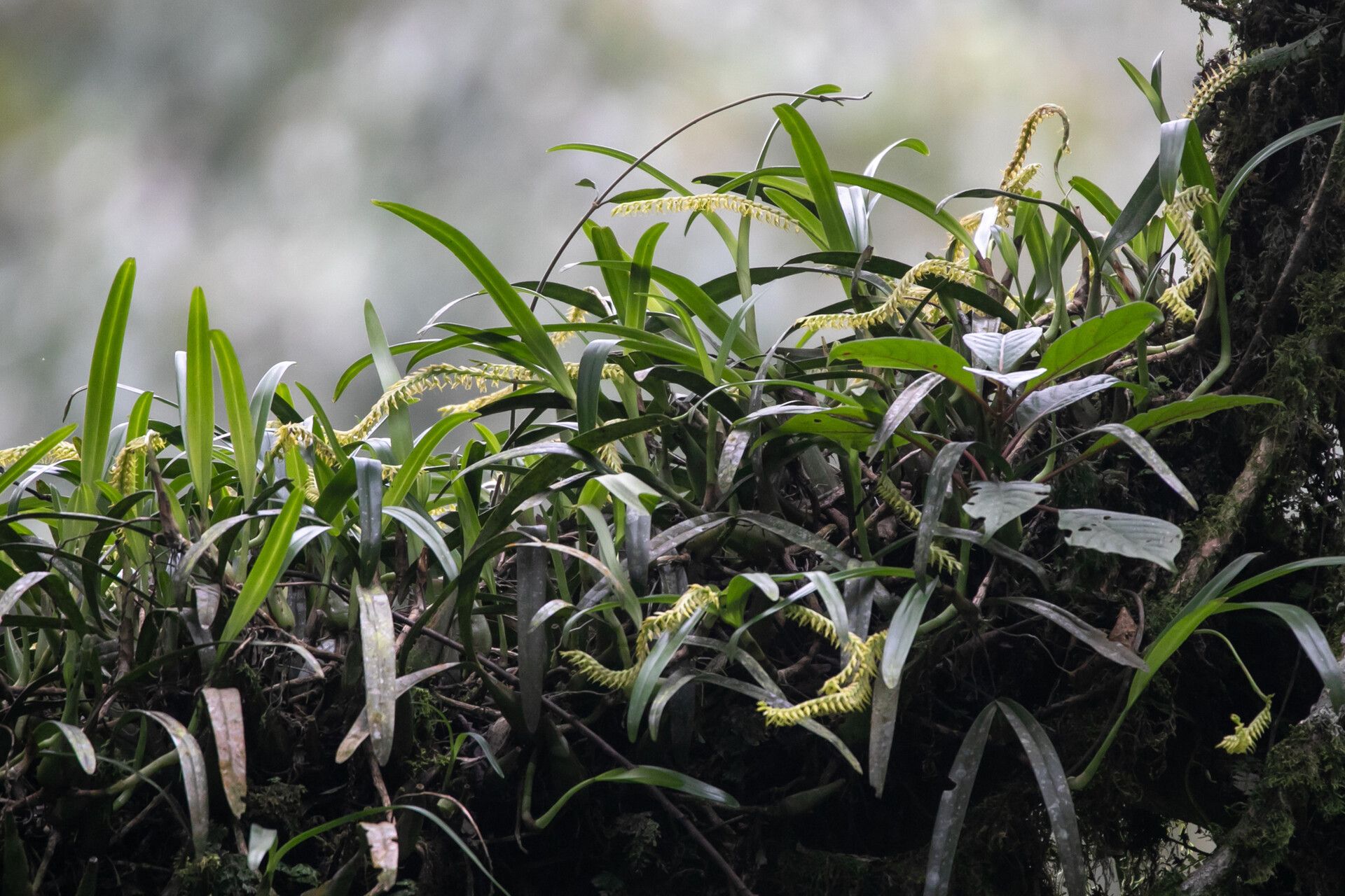 Bulbophyllum burttii — houseplant care guide