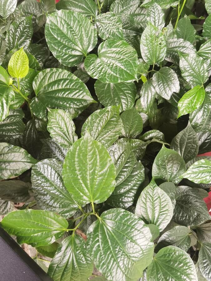 Piper sarmentosum leaf