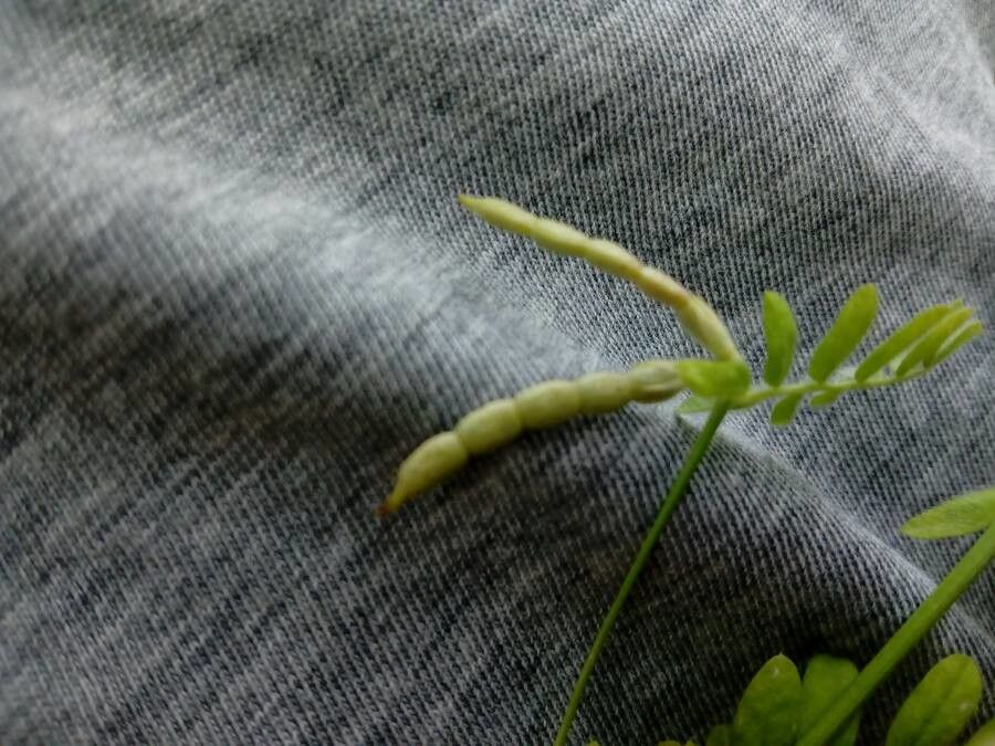 Ornithopus sativus fruit