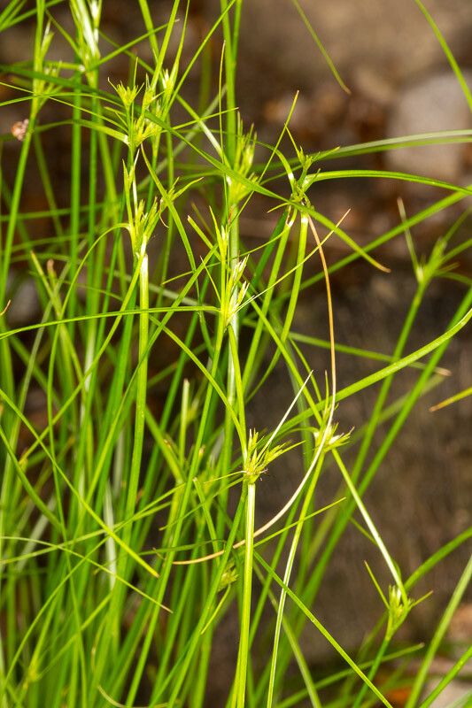 Carex remota flower