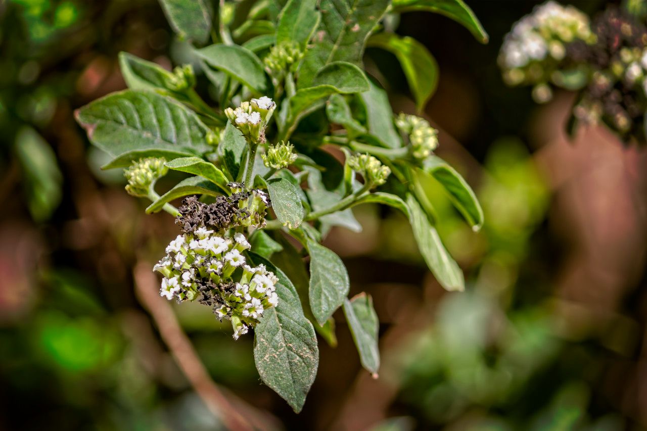Tournefortia hirsutissima leaf