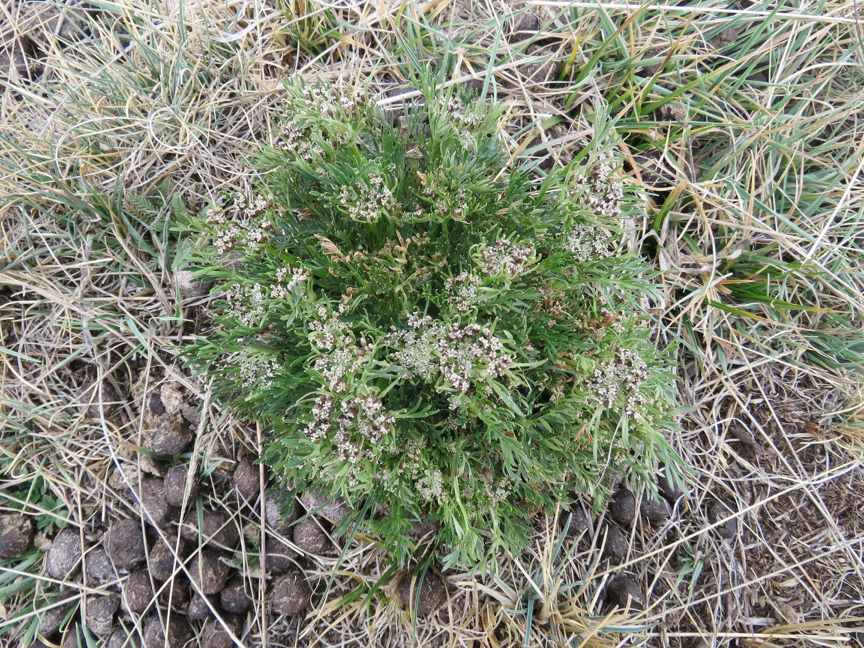 Daucus sahariensis habit