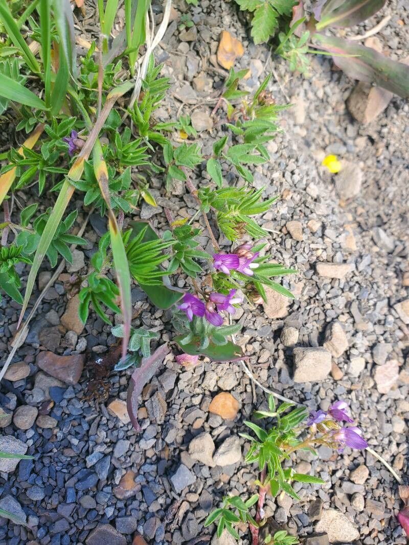 Astragalus leontinus habit