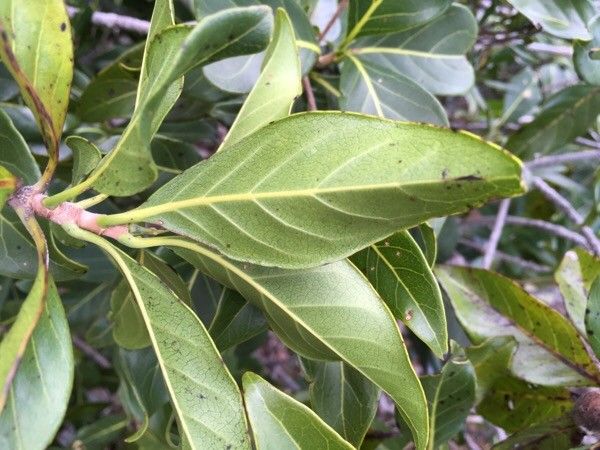 Guettarda glabrescens — houseplant care guide