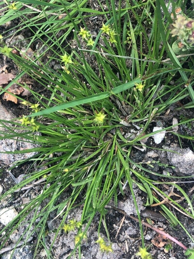 Carex echinata — houseplant care guide