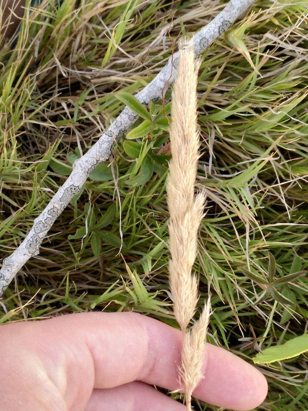 Cinnagrostis alba fruit