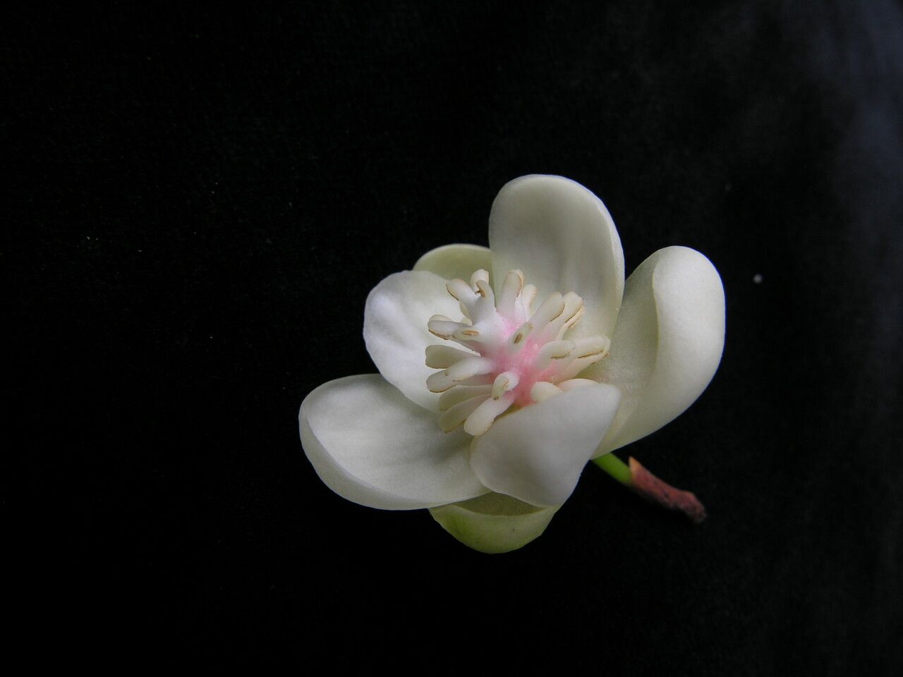 Schisandra grandiflora habit