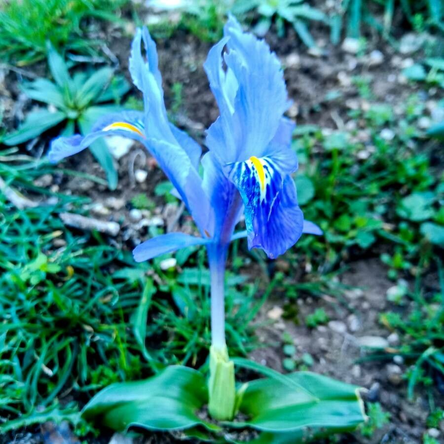 Iris planifolia flower
