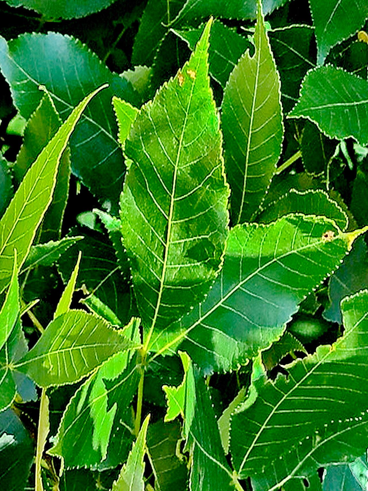 Carya texana — search result for 'Juglandaceae'