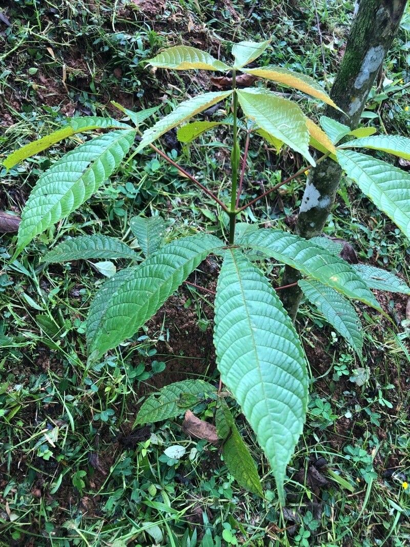 Caryocar costaricense — related species from the same genus