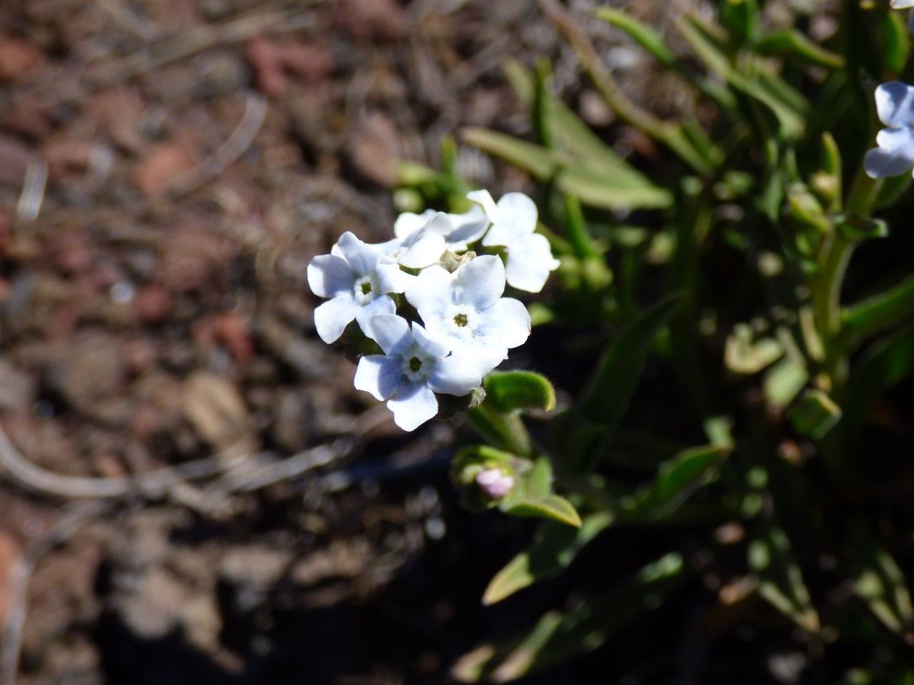Cynoglossum borbonicum flower