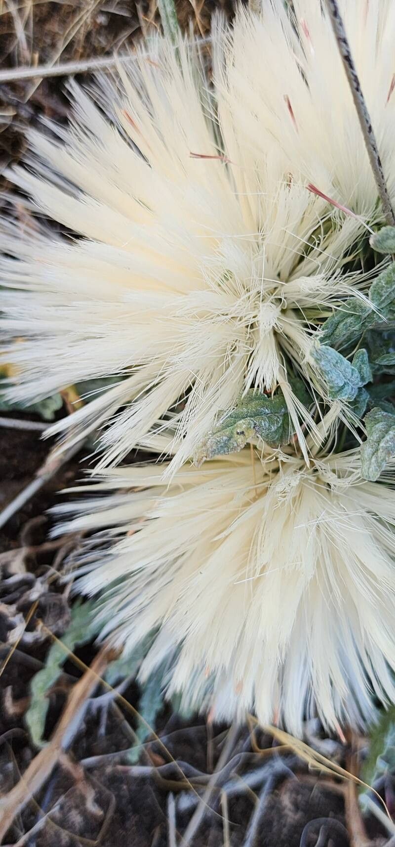 Jurinea carduiformis fruit