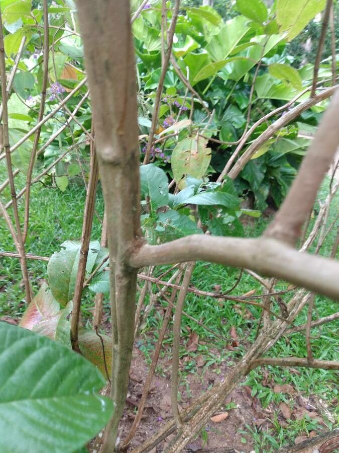 Tibouchina heteromalla bark