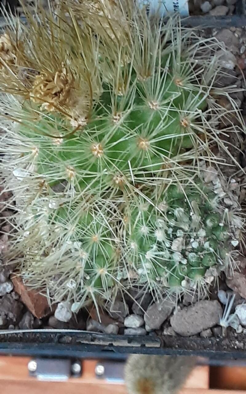 Parodia nivosa — search result for 'Parodia'