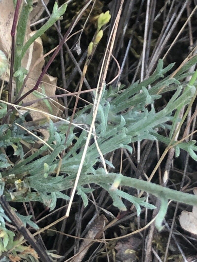 Leucanthemopsis pallida — related species from the same genus