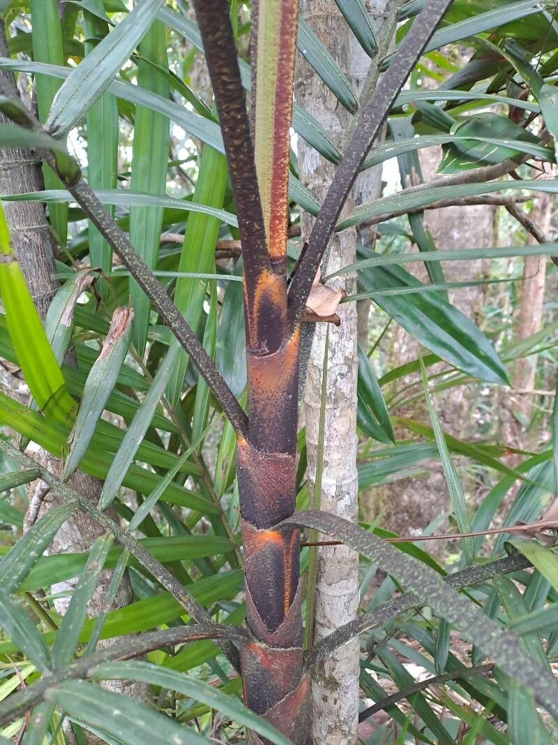 Basselinia eriostachys bark