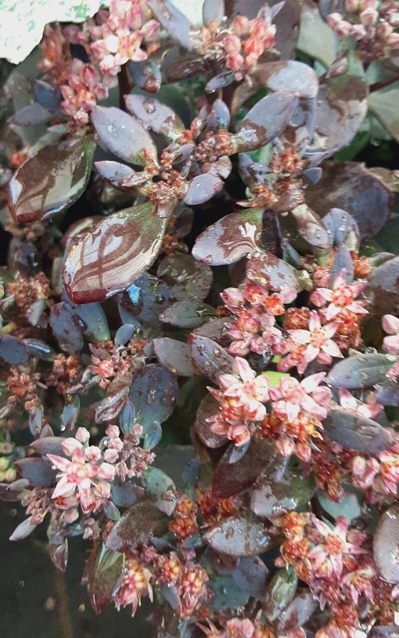 Hylotelephium cyaneum leaf