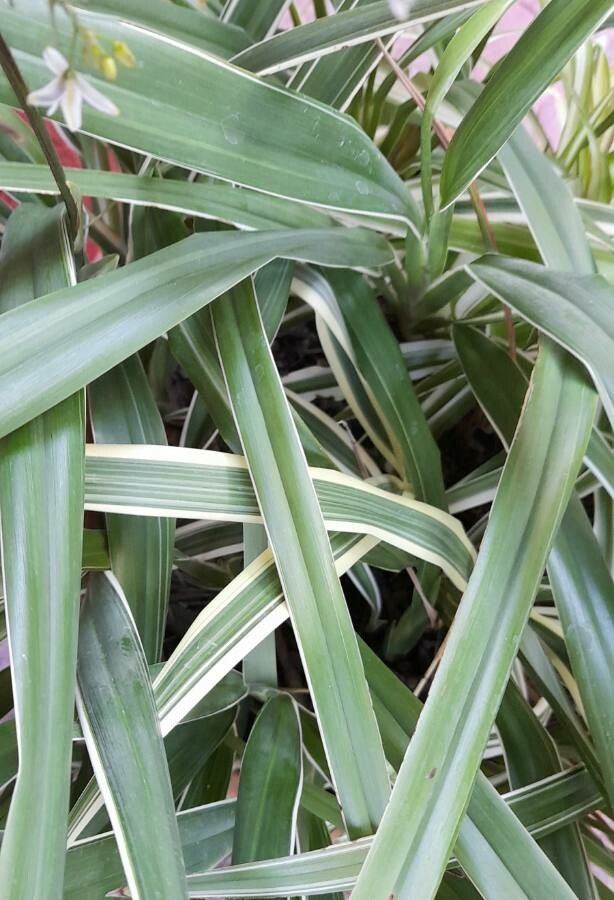 Dianella ensifolia leaf