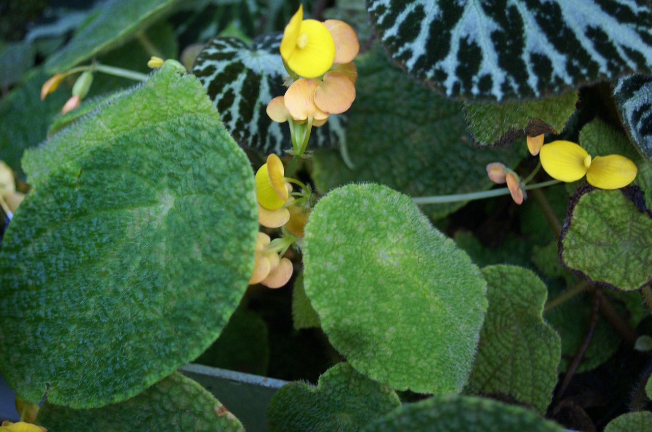 Begonia staudtii habit