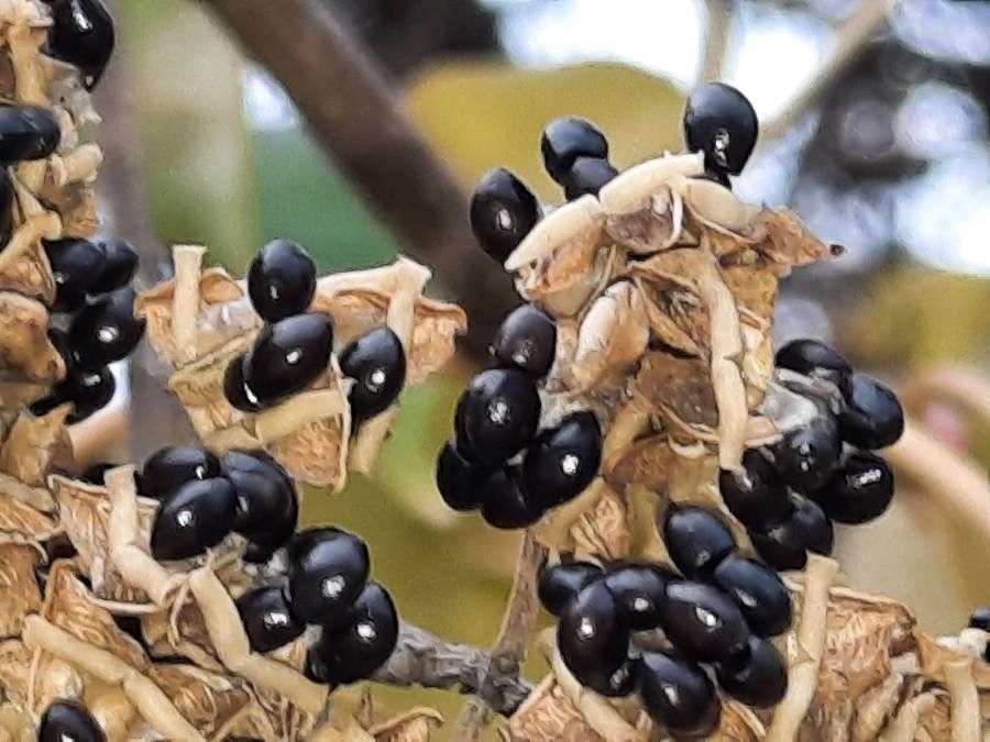 Tetradium daniellii fruit