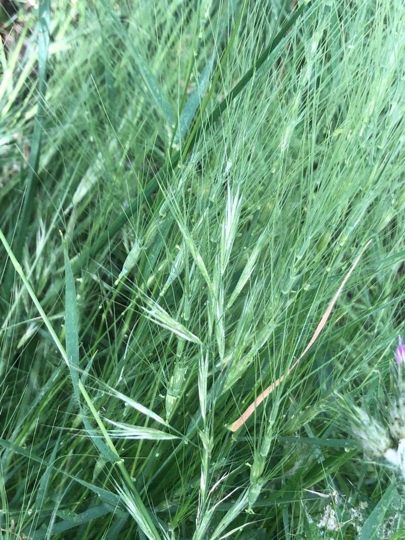 Aegilops triuncialis — search result for 'Aegilops'