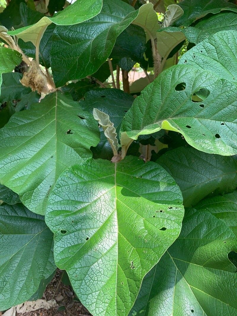Solanum cernuum leaf