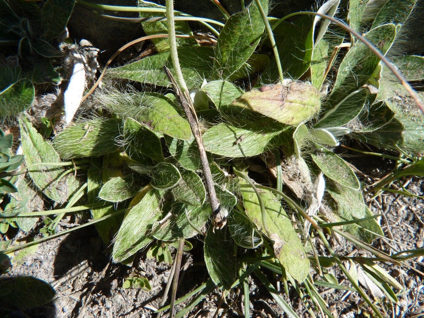 Pilosella peleteriana — search result for 'Pilosella'