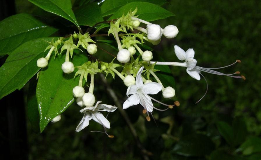 Volkameria ligustrina — houseplant care guide