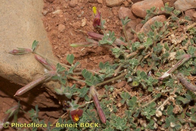 Lotus maroccanus habit