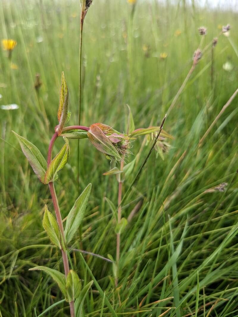 Hypericum barbatum — search result for 'Hypericaceae'