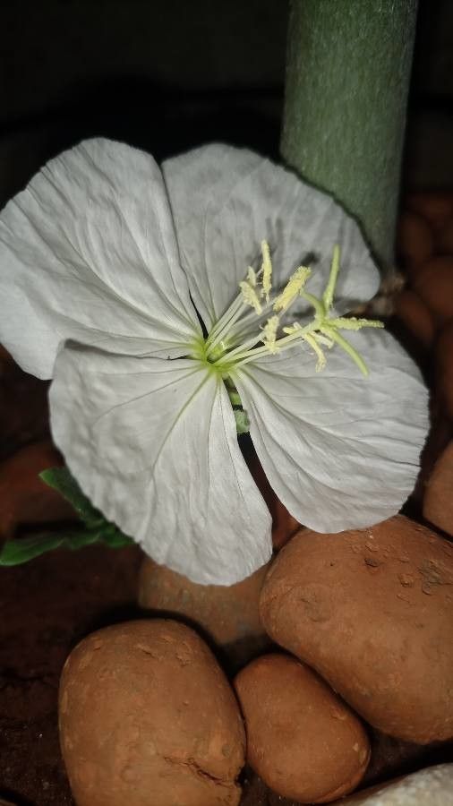 Oenothera neomexicana flower
