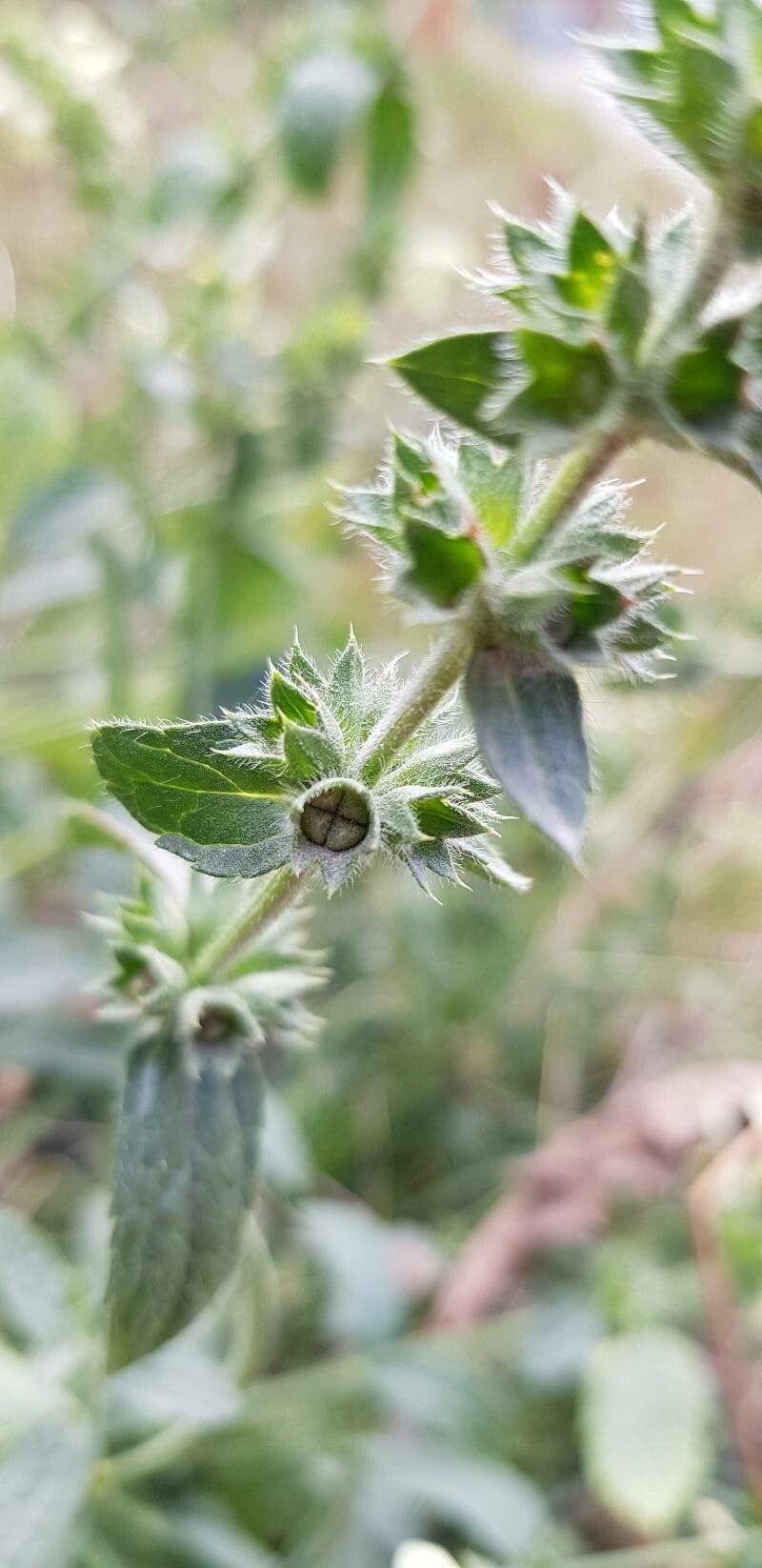 Stachys recta fruit