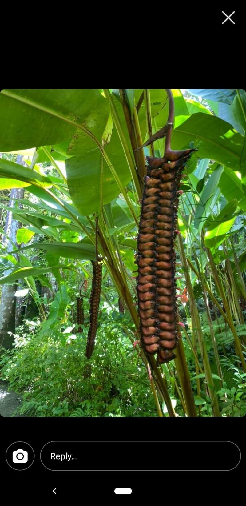Heliconia mariae fruit