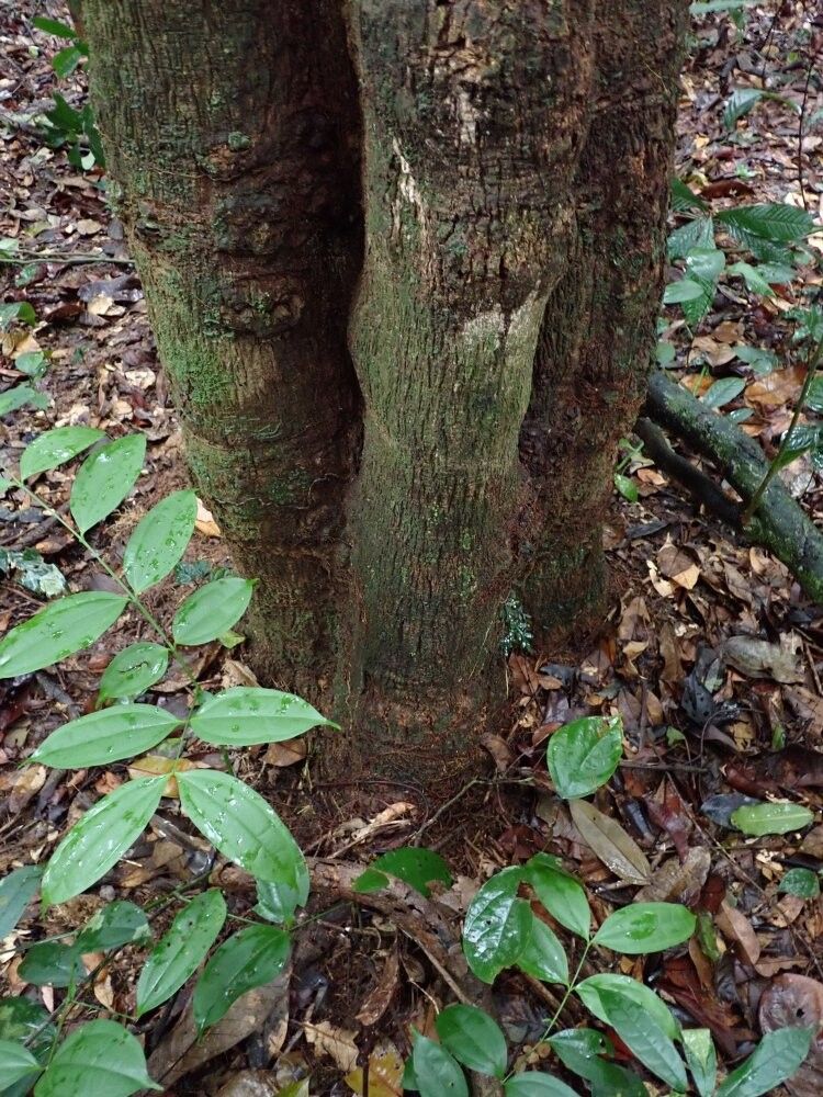 Croton oligandrus — houseplant care guide