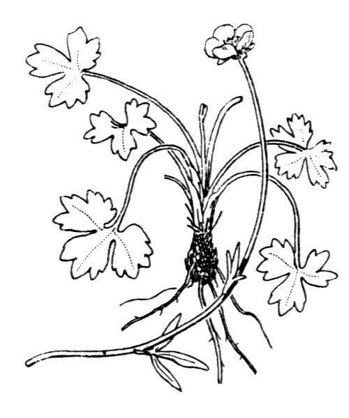 Ranunculus marschlinsii other