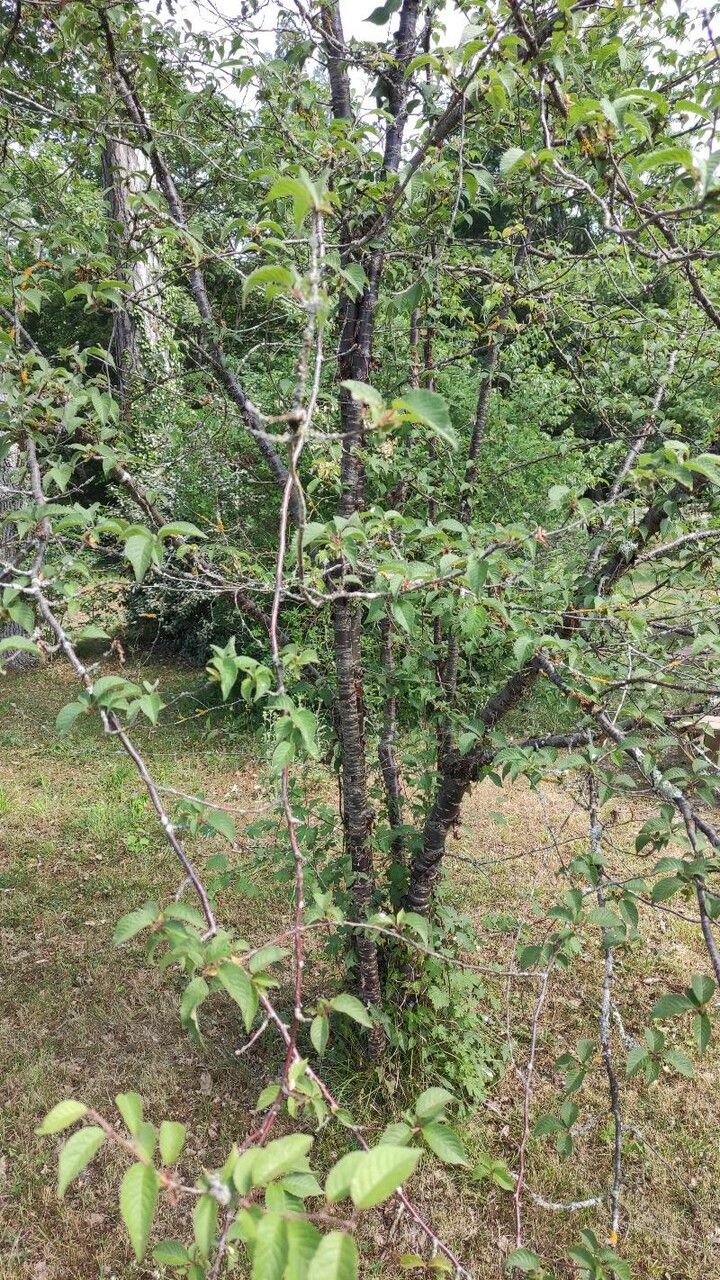 Prunus canescens habit