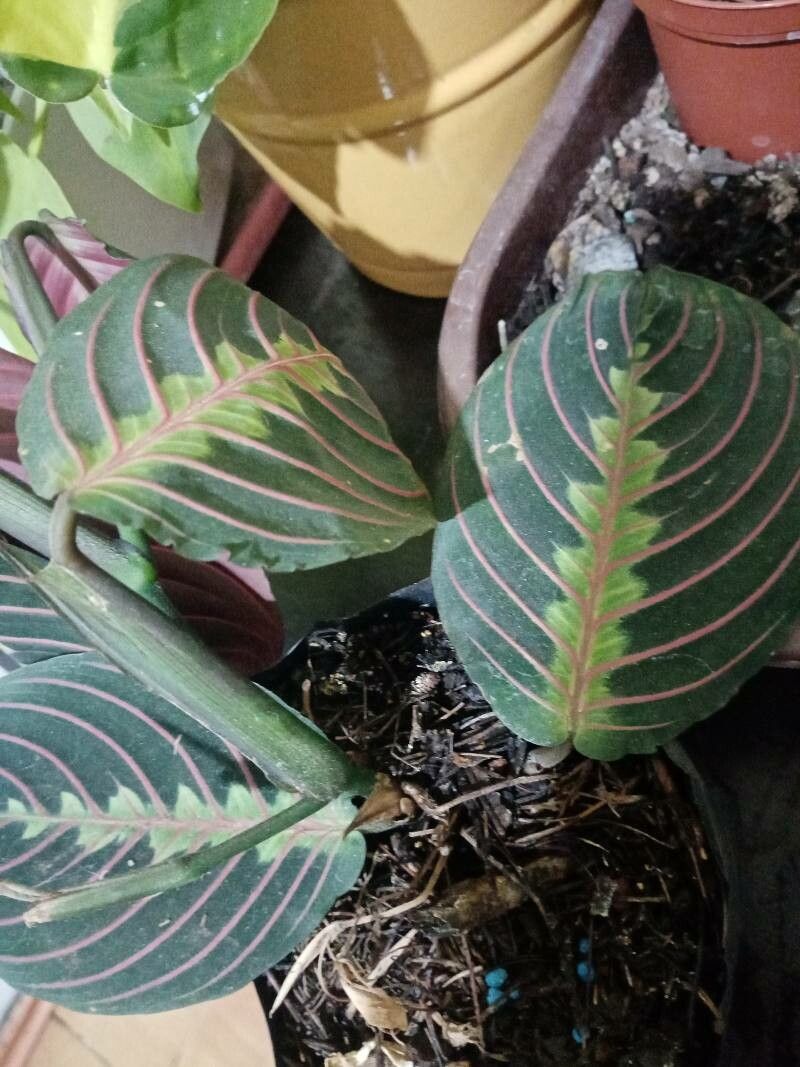 Goeppertia gymnocarpa — search result for 'Goeppertia'