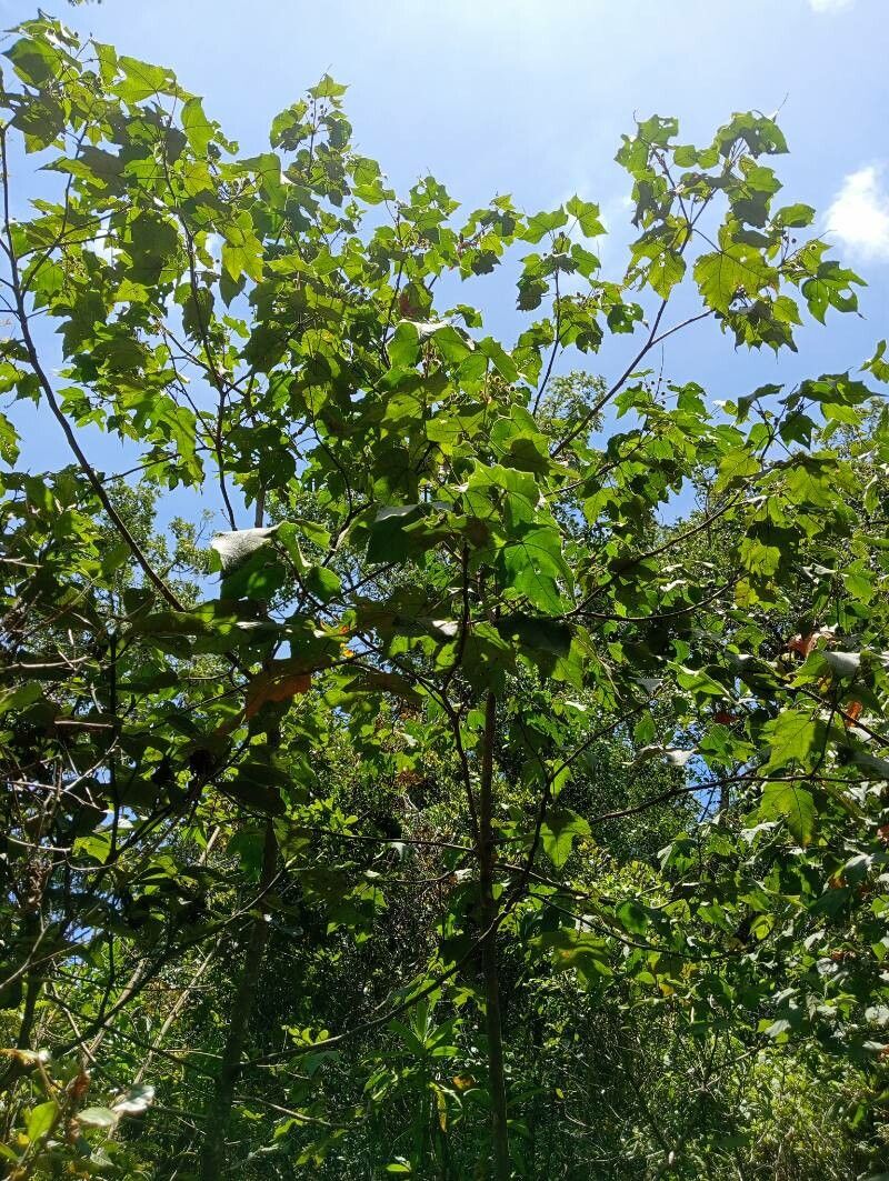 Croton goudotii habit