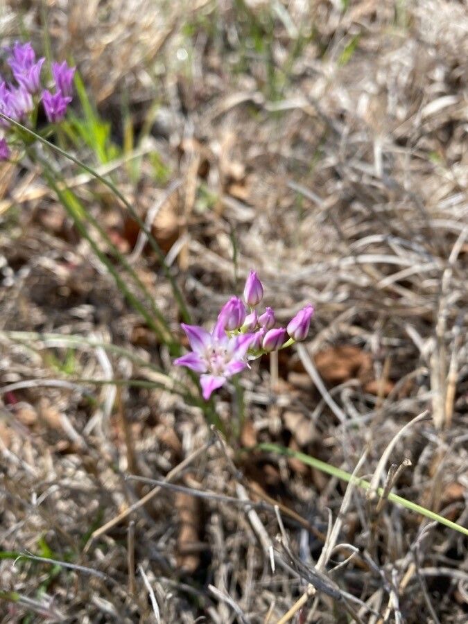 Allium drummondii flower