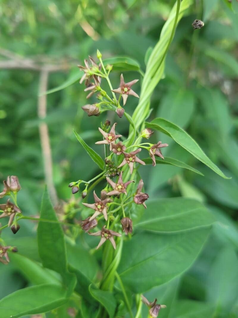 Vincetoxicum funebre flower