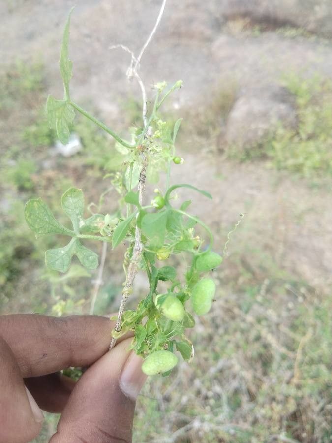Ctenolepis garcini fruit